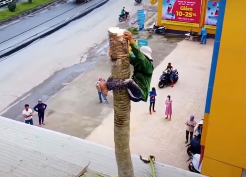 Thót tim xem cảnh người đàn ông ở miền Tây một thân một mình không đồ bảo hộ leo và cưa đổ cây dừa cao hàng chục mét - Ảnh 2.