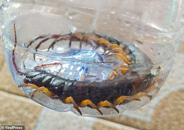 Nằm xem điện thoại để con trai 1 tuổi bò trên sàn nhà, bà mẹ cứu con thoát khỏi 