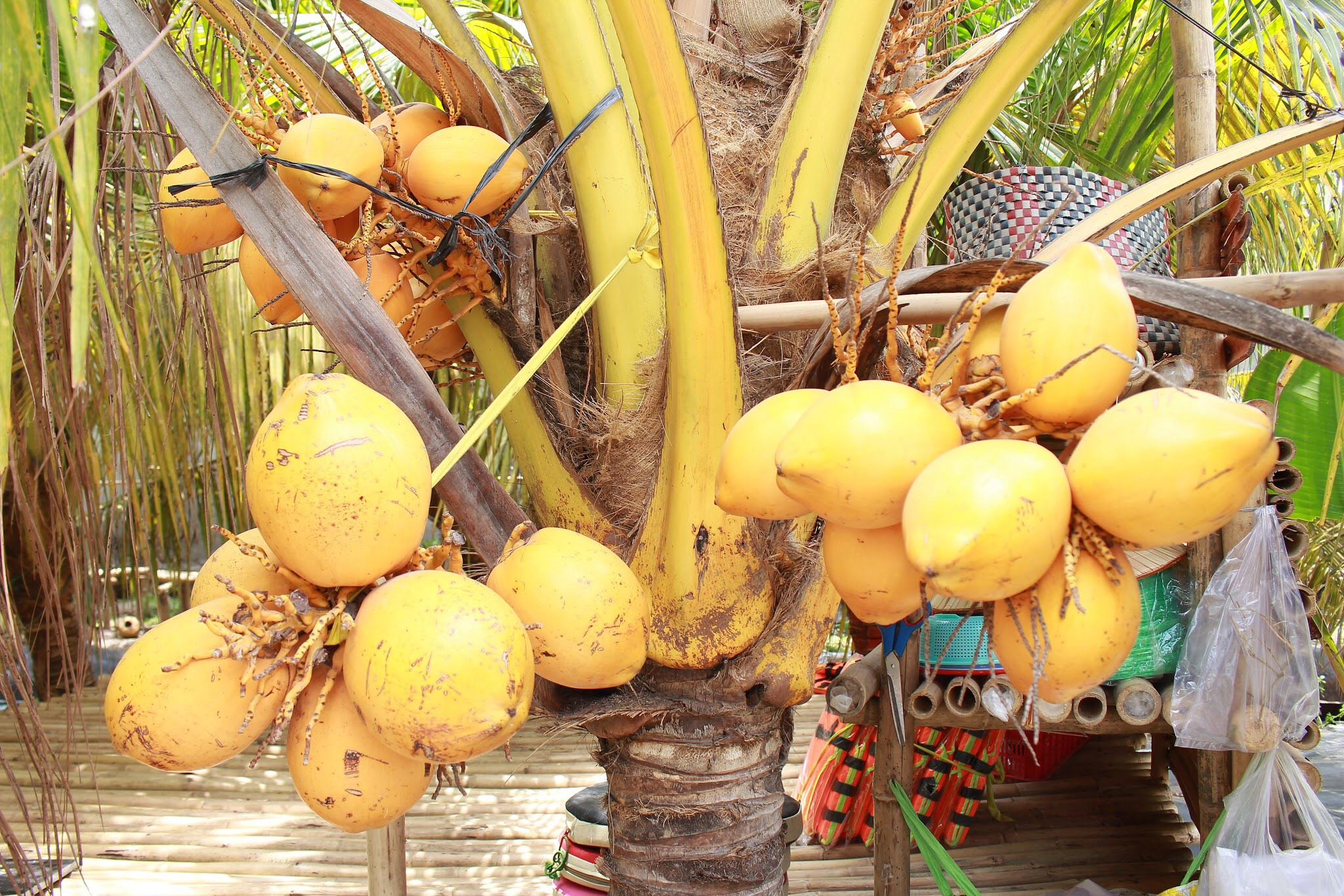 Siêu to khổng lồ hay có màu sắc đặc biệt: 7 loại quả đang trồng ở Việt Nam này tới người Việt chưa chắc đã biết - Ảnh 6.