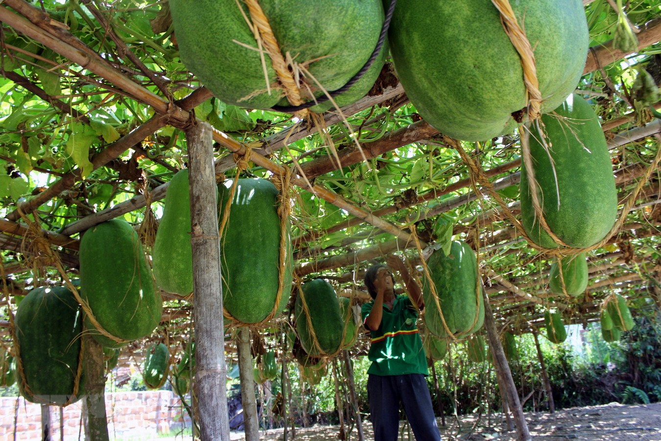 Siêu to khổng lồ hay có màu sắc đặc biệt: 7 loại quả đang trồng ở Việt Nam này tới người Việt chưa chắc đã biết - Ảnh 2.