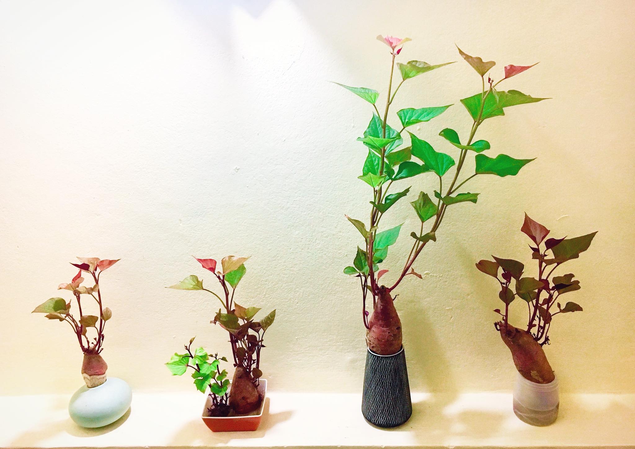 Trồng khoai lang bonsai làm đẹp nhà với các bước dễ vô cùng mà nói ra ai cũng sẽ làm được - Ảnh 1.