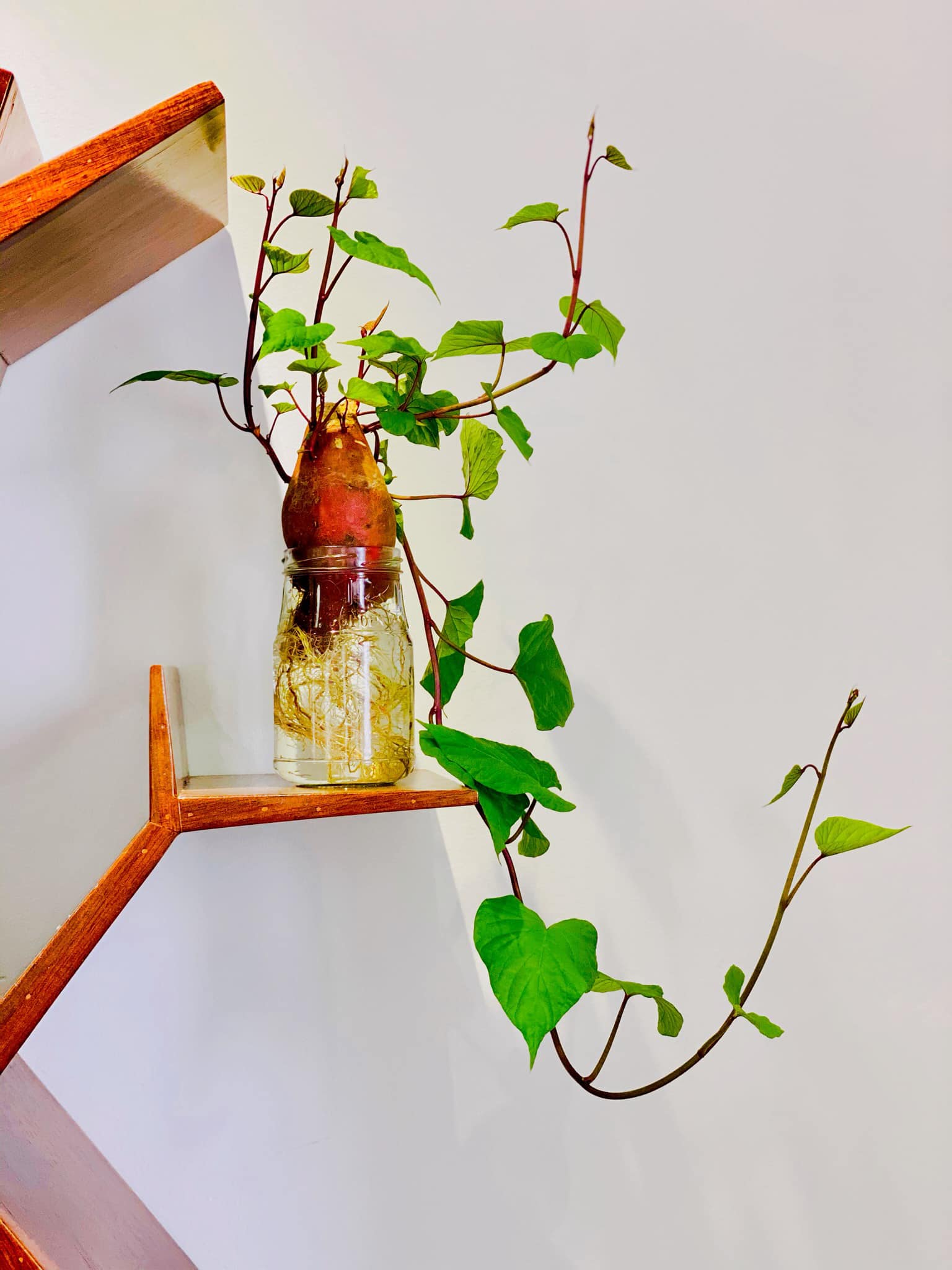 Trồng khoai lang bonsai làm đẹp nhà với các bước dễ vô cùng mà nói ra ai cũng sẽ làm được - Ảnh 3.