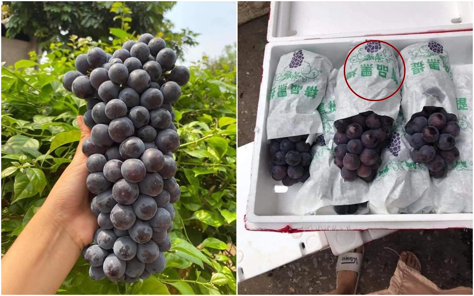 5 loại hoa quả Trung Quốc lẫn hàng Việt bày bán