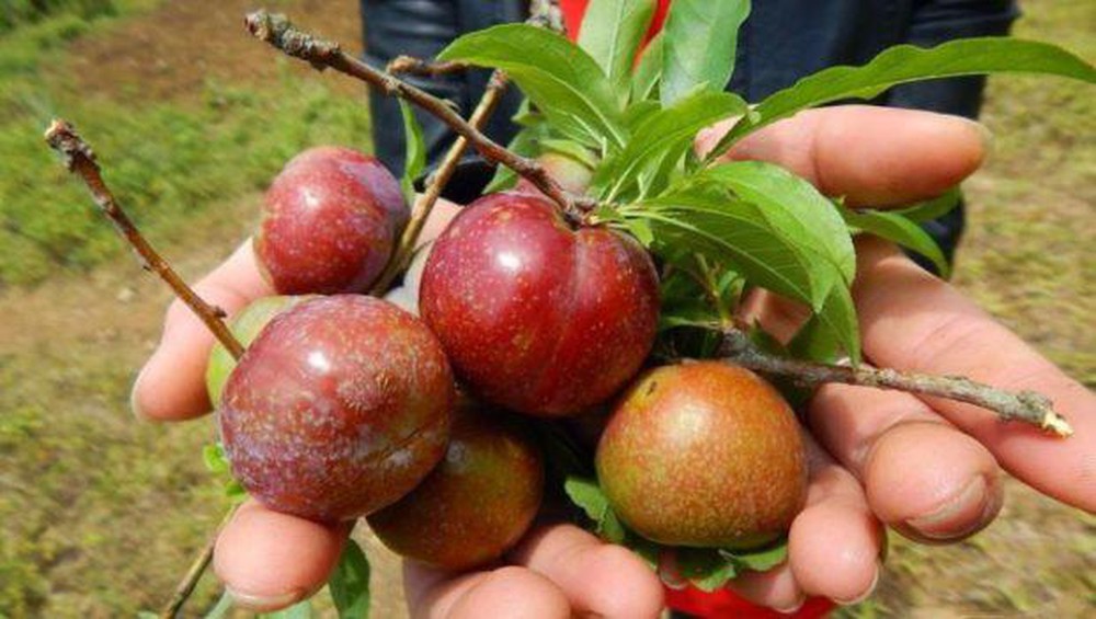 5 loại hoa quả Trung Quốc lẫn hàng Việt bày bán