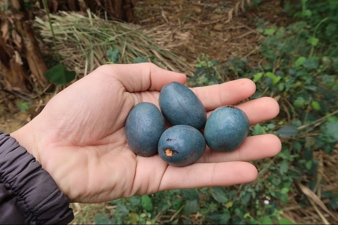 Quả cọ, thứ quà tuổi thơ đang gây