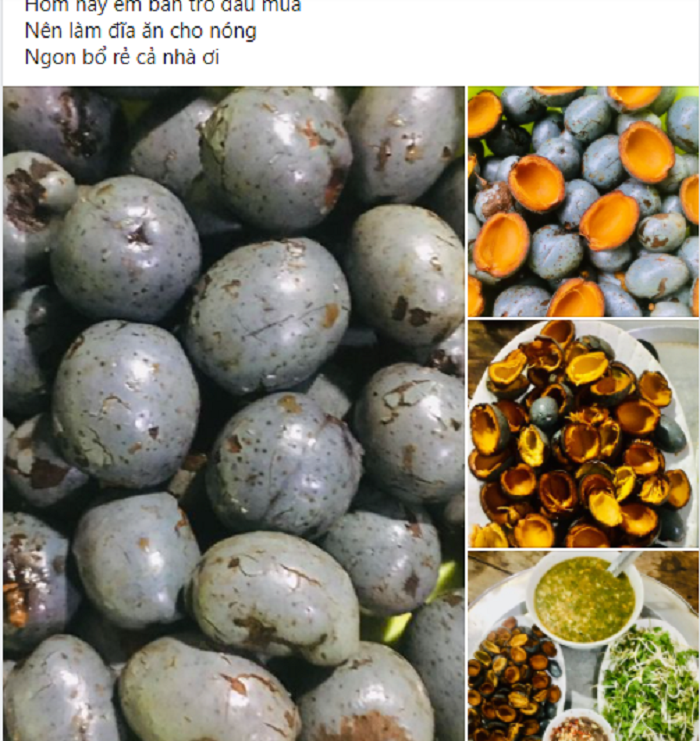 Quả cọ, thứ quà tuổi thơ đang gây