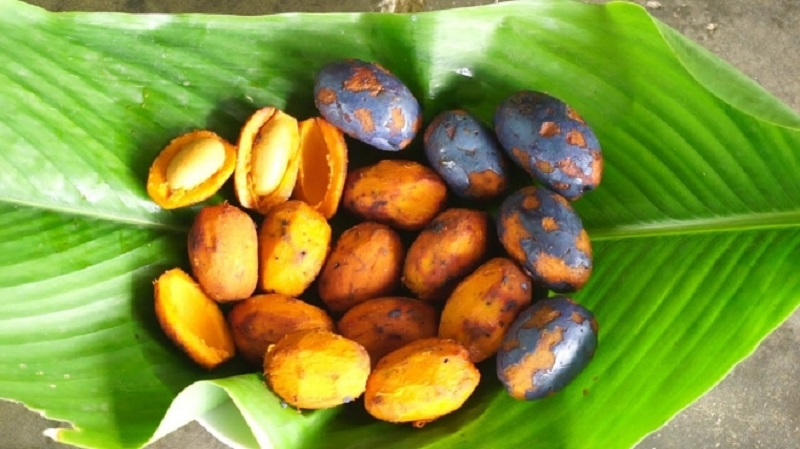 Quả cọ, thứ quà tuổi thơ đang gây