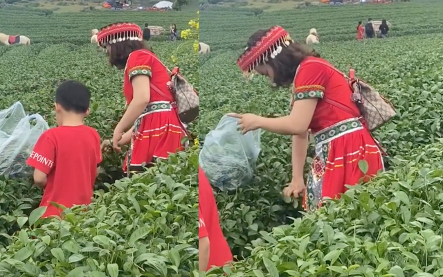 Cộng đồng mạng truy tìm danh tính nữ du khách vô ý thức vặt ngọn chè trên đồi chè mang về