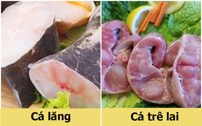 Các loại cá lăng phổ biến tại Việt Nam