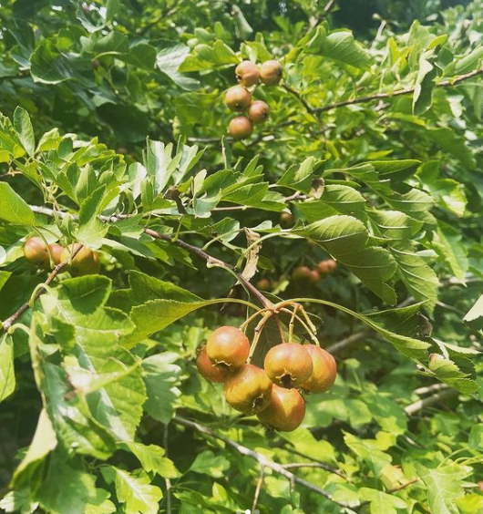 HOT: Động thái đầu tiên của Triệu Vy sau nghi vấn bị