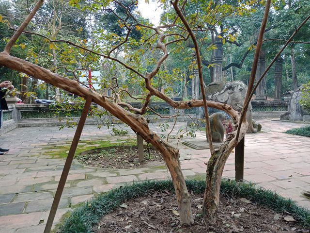 Bí ẩn cây ổi cứ sờ vào là "cười" ở di tích Lam Kinh - Ảnh 4.