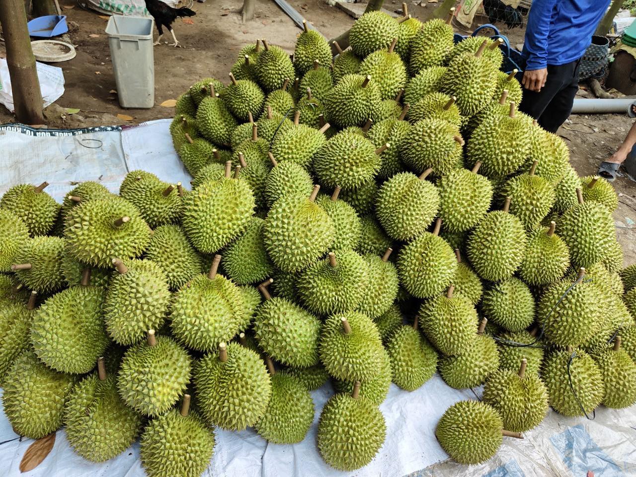 Giá sầu riêng tăng mạnh nhất ở Tiền Giang, đắt gấp ba lần năm trước - Ảnh 2.
