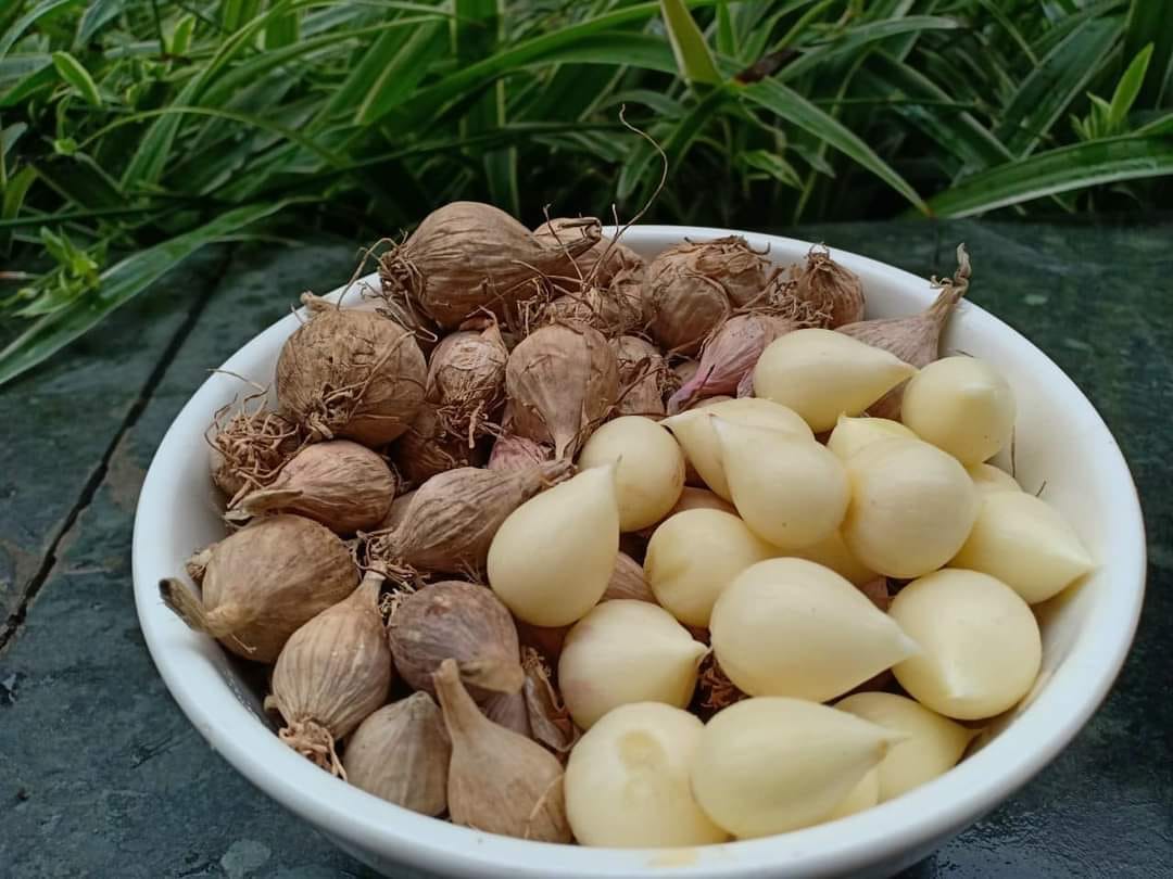 Tỏi cô đơn Sơn La vừa hiếm vừa tốt mỗi năm chỉ có một vụ khiến chị em đổ xô tìm mua giữa mùa dịch - Ảnh 1.