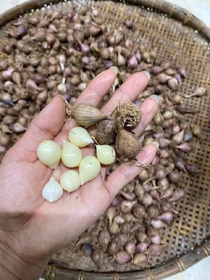 Tỏi cô đơn Sơn La vừa hiếm vừa tốt mỗi năm chỉ có một vụ khiến chị em đổ xô tìm mua giữa mùa dịch - Ảnh 2.