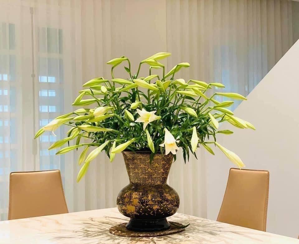 Đón nắng tháng 3 cùng hoa loa kèn tinh khôi đầu mùa giá thành khá cao nhưng chị em Hà thành vẫn tấp nập đặt mua - Ảnh 6.