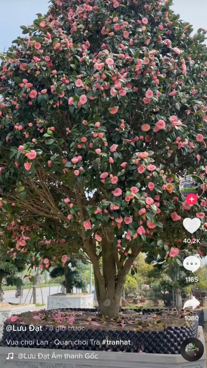 Thú chơi thịnh hành: Trà cổ giá trăm triệu, đại già sẵn sàng xuống tay chi đậm. - Ảnh 1.