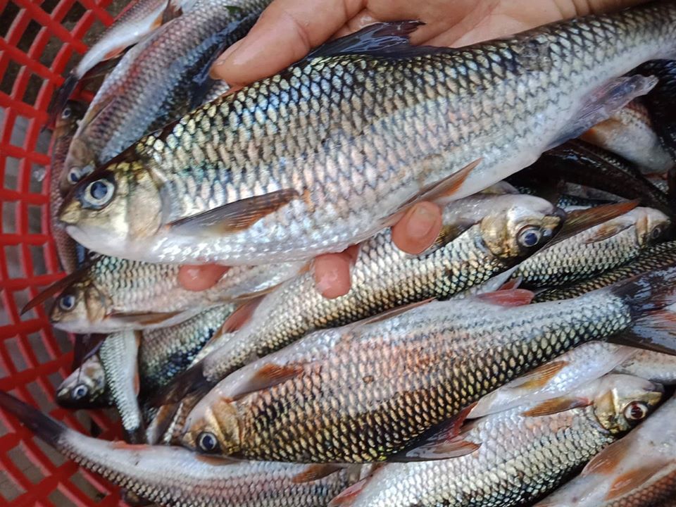 Rare and delicious fish in the mountains: Once cheap, now a specialty of up to 300k/kg, hunted by the 