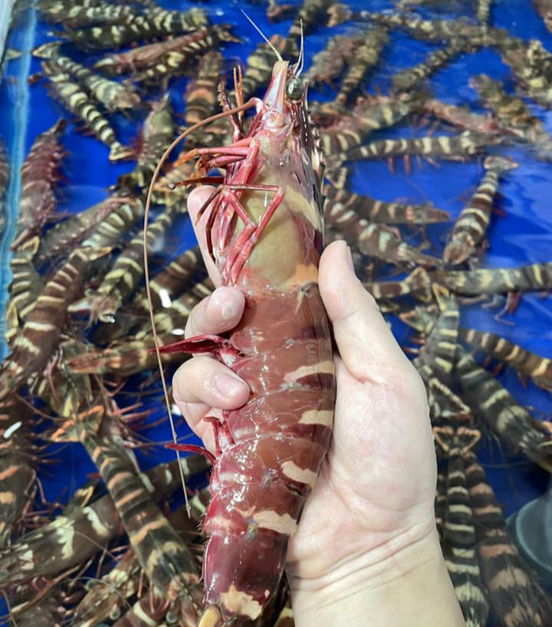 The type of shrimp costs 950k / kg, more expensive than the giant lobster 