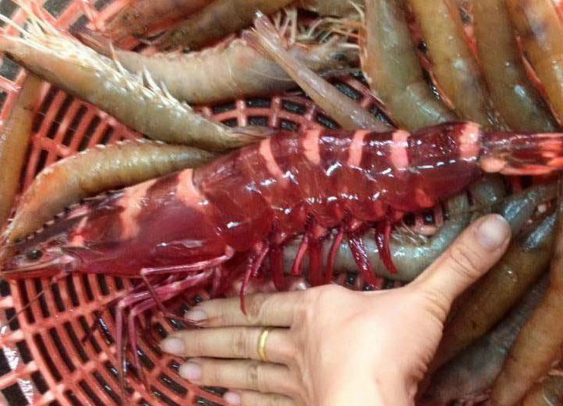 The type of shrimp costs 950k / kg, more expensive than the giant lobster 
