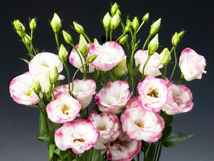 Những loại hoa nên chưng trên bàn thờ dịp Tết cho năm mới thịnh vượng, an khang - Ảnh 2.