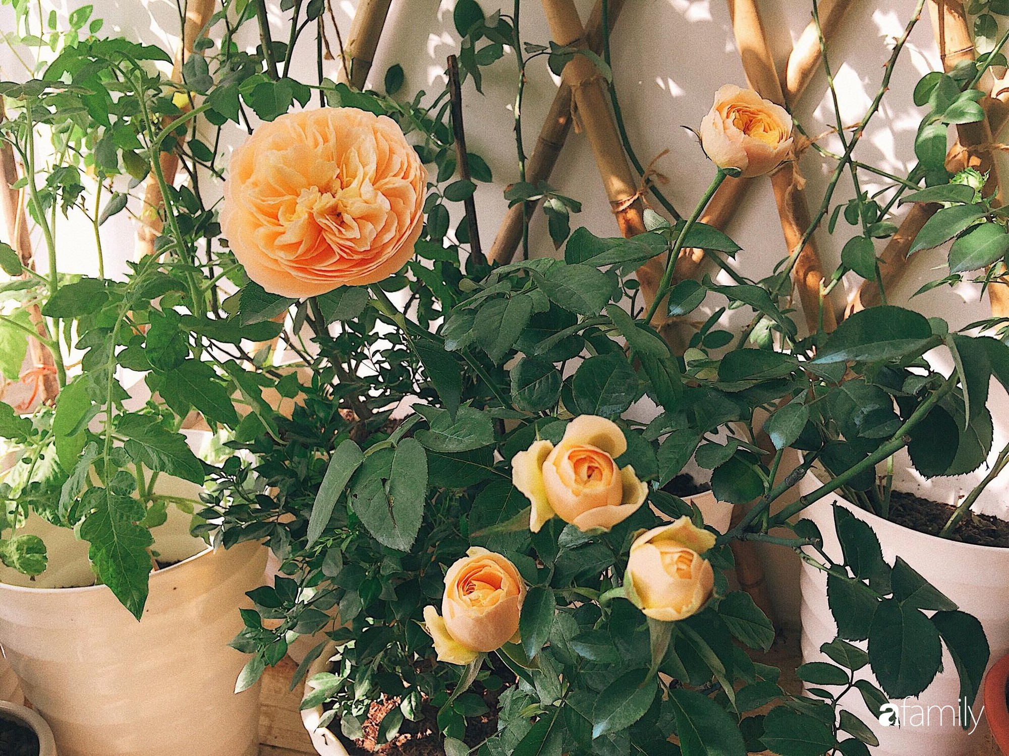 69736365_428535407759530_7325093738672291840_n