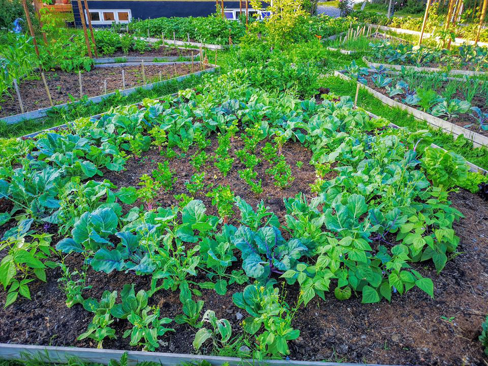 Khu vườn đẹp như cổ tích nhờ sở thích trồng cây và hoa của chàng trai trẻ - Ảnh 3.