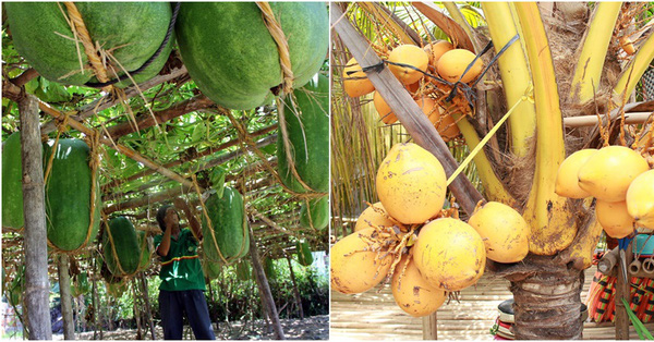 7 loại quả siêu to có màu sắc đặc biệt đang trồng ở Việt Nam người Việt chưa chắc đã biết