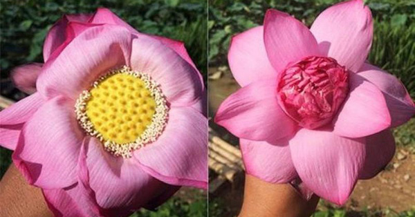 Chị hàng hoa chia sẻ 7 bí quyết phân biệt cực nhanh giữa sen và quỳ