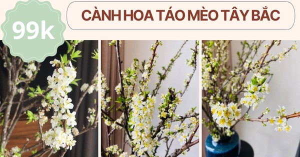 Rộ mốt chơi cành hoa rừng trắng tinh khiết, thoang thoảng mùi thơm ngọt ngào: Mê vì giá rẻ, bền, lại đẹp 