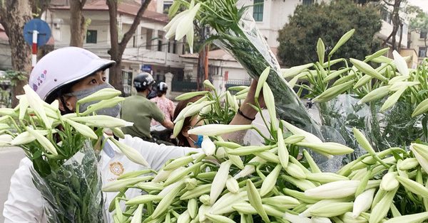 Welcoming the sun in March with pure lilies at the beginning of the season, the price is quite high, but the Ha Thanh sisters are still busy ordering