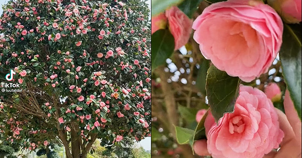 Stunned with camellia trees blooming thousands of beautiful and fragrant flowers, many people claim “worth more than mutant orchids!”