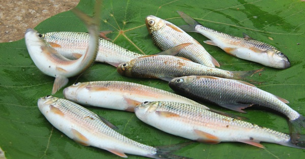 Rare and delicious fish in the mountains: Once cheap, now a specialty of up to 300k/kg, hunted for “red eyes”