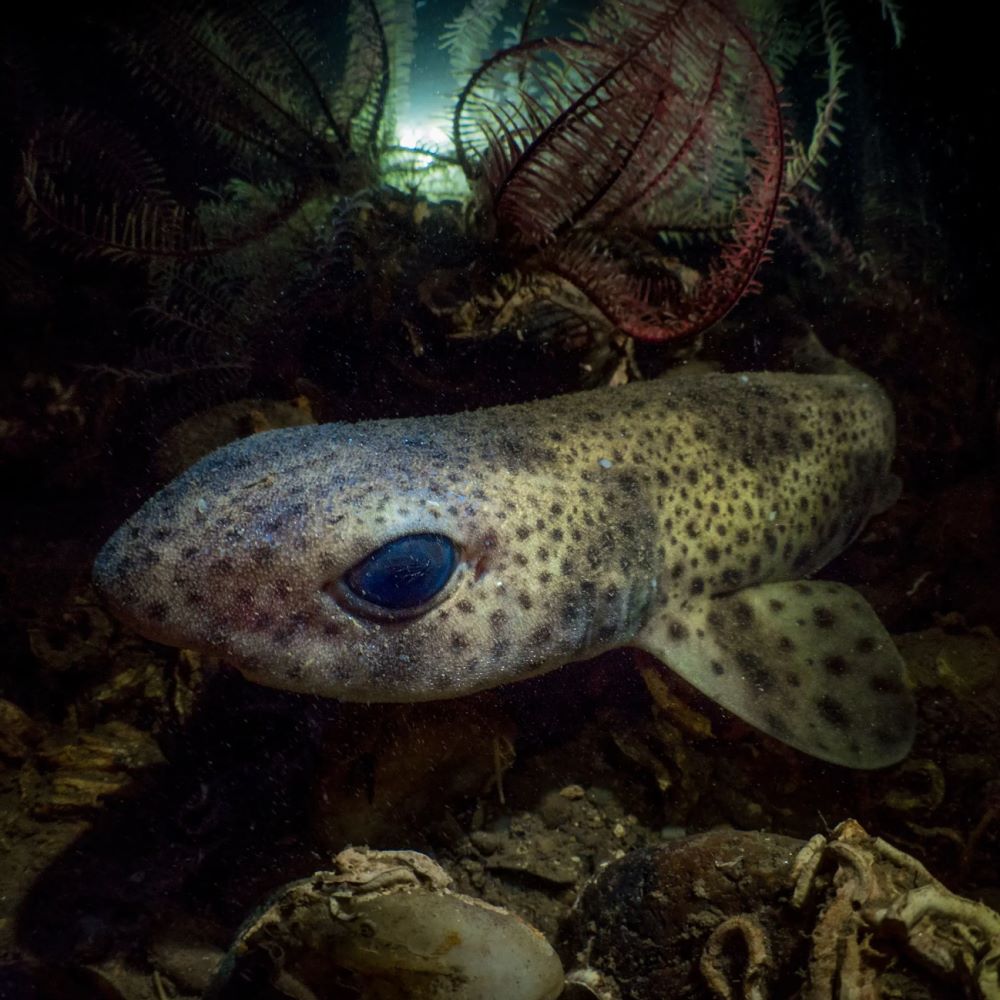 'Hung thần đại dương' đứng trước nguy cơ tuyệt chủng - 15