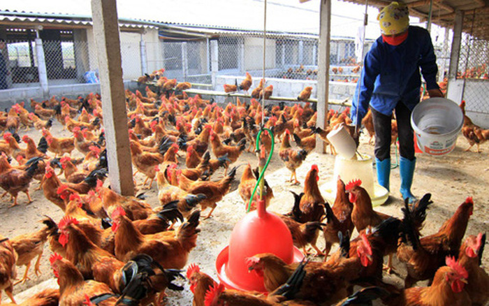 Tháo gỡ khó khăn do dịch COVID-19: Giảm 50% phí kiểm dịch gia cầm