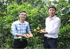 "Phủ" đầy cây ăn quả lên vườn cafe, 9x thu hàng trăm triệu đồng mỗi năm
