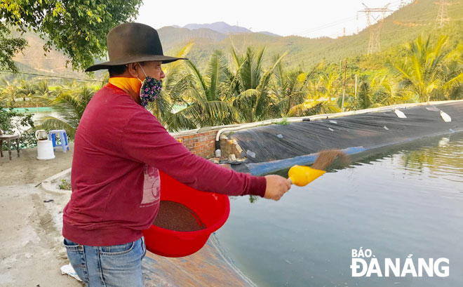 Mô hình nuôi cá dìa của ông Hồ Văn Hổ không chỉ mang lại thu nhập cao mà còn tạo việc làm cho nhiều lao động địa phương. Ảnh: M.QUẾ