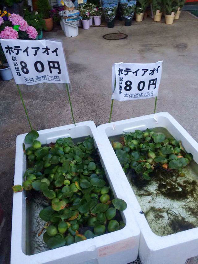 Những loại cây quả mọc dại ở Việt Nam có giá cực đắt khi sang nước ngoài T3c-15905550884261826785571-1590563802763-15905638027631670657037