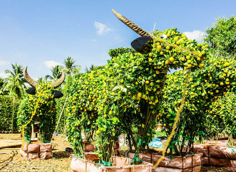 Trâu vàng của vườn kiểng Huỳnh Thanh.