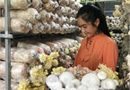 Sở hữu hàng chục nghìn phôi nấm, mỗi tháng bà chủ trại nấm sạch ở Bến Tre thu hàng chục triệu đồng