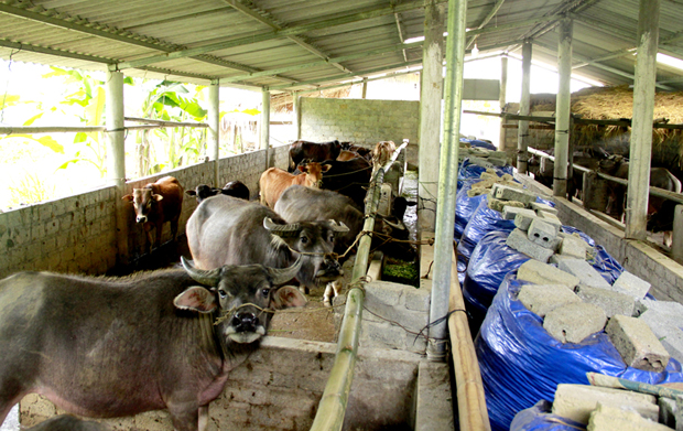 Ứng dụng công nghệ sinh học trong chăn nuôi giúp bà con phòng chống dịch bệnh và xử lý môi trường