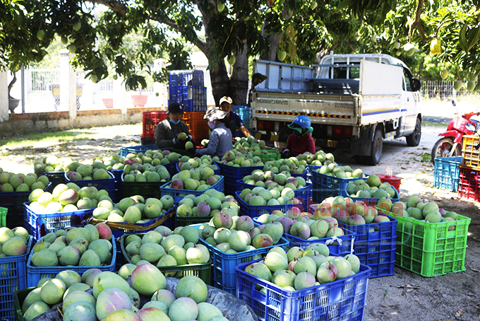 Thu hoạch xoài Úc.