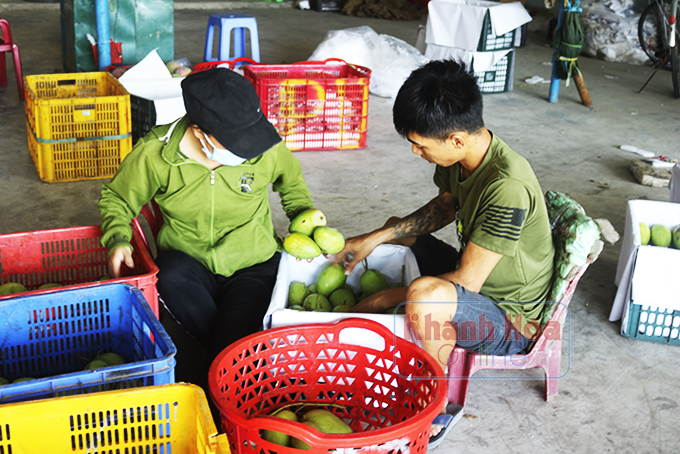 Thu mua xoài tại Cam Lâm.