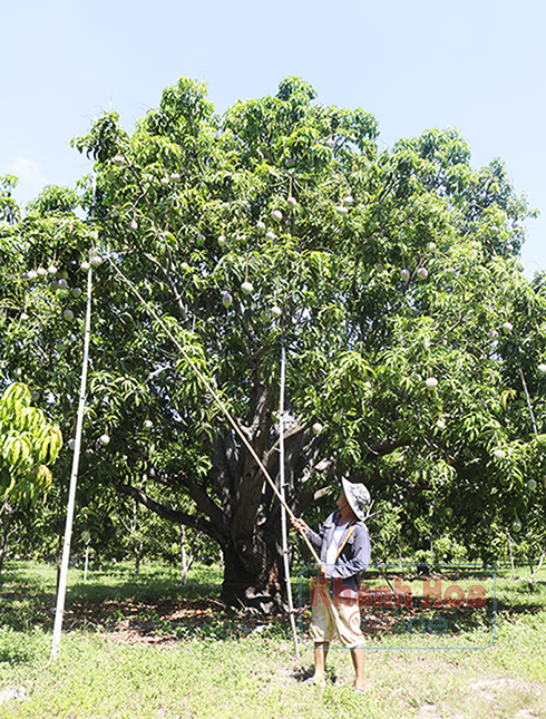 Xoài chín có nguy cơ hỏng do nạn ruồi vàng.