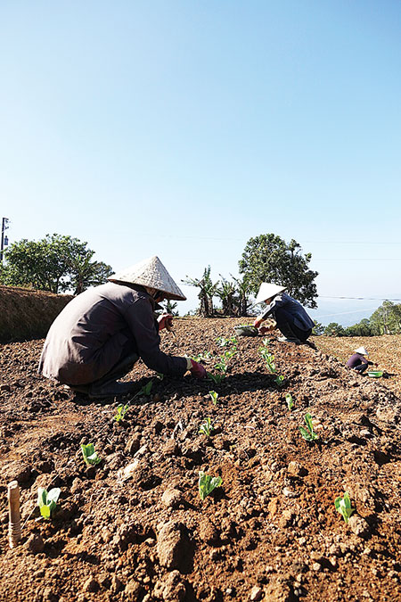 Ruộng bậc thang - nét duyên vùng ven đô Đà Lạt - ảnh 2