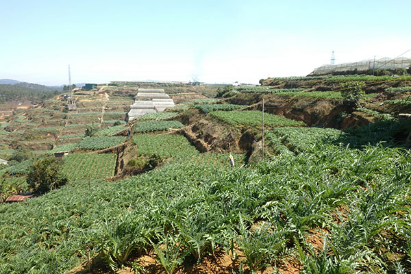 Ruộng bậc thang - nét duyên vùng ven đô Đà Lạt - ảnh 3