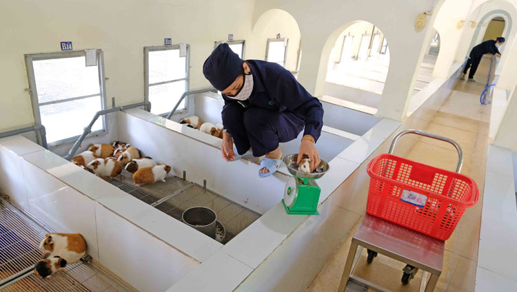 Một kỹ sư của Trại chăn nuôi kiểm đếm chuột Lang con để “xuất chuồng” cung cấp cho các cơ sở y tế, đơn vị nghiên cứu trong cả nước
