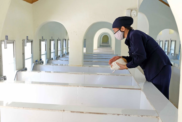 Khu vực nuôi chuột Lang được thiết kế thành nhiều chuồng nuôi với đầy đủ khay thức ăn, ống cấp nước uống cho chuột