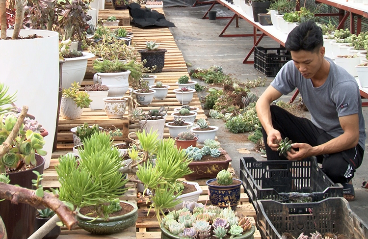 Anh Nghĩa trong vườn sen đá