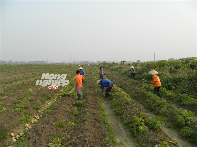 Gã trai nhiều ruộng nhất Vĩnh Phúc - ảnh 2