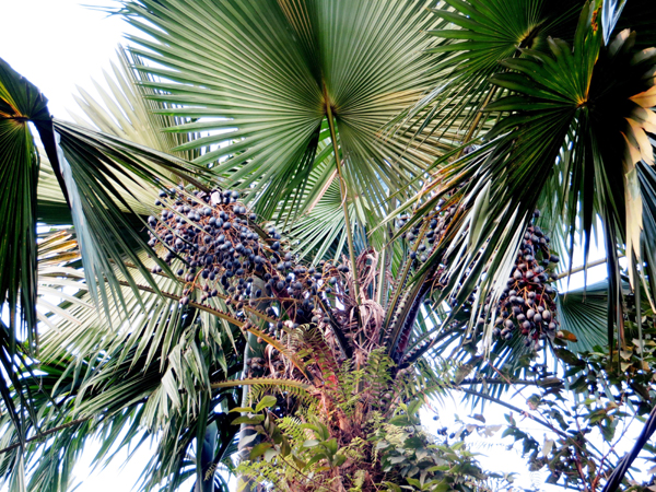 Lạ miệng với món xôi cọ của người Tày - ảnh 1